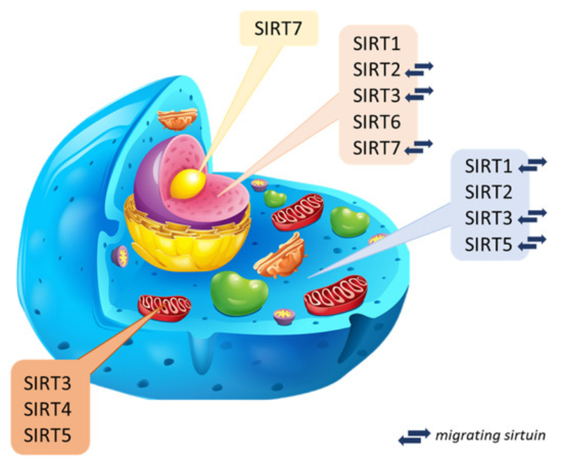 Bộ gen Sirtuins được nghiên cứu nhiều