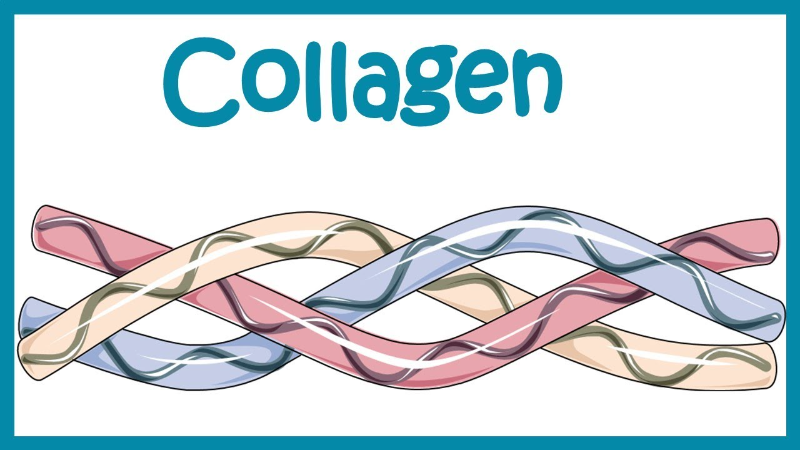 Collagen tạo nên bộ khung của mô