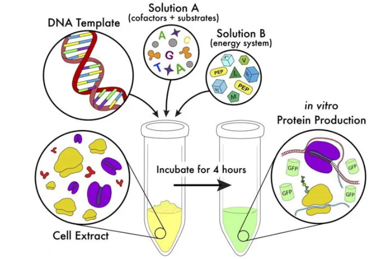 Glycine cũng tham gia vào quá trình tổng hợp protein