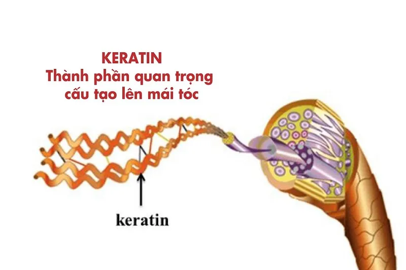 Keratin là gì?