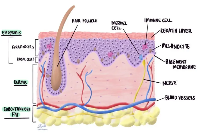 Cấu tạo của Keratin