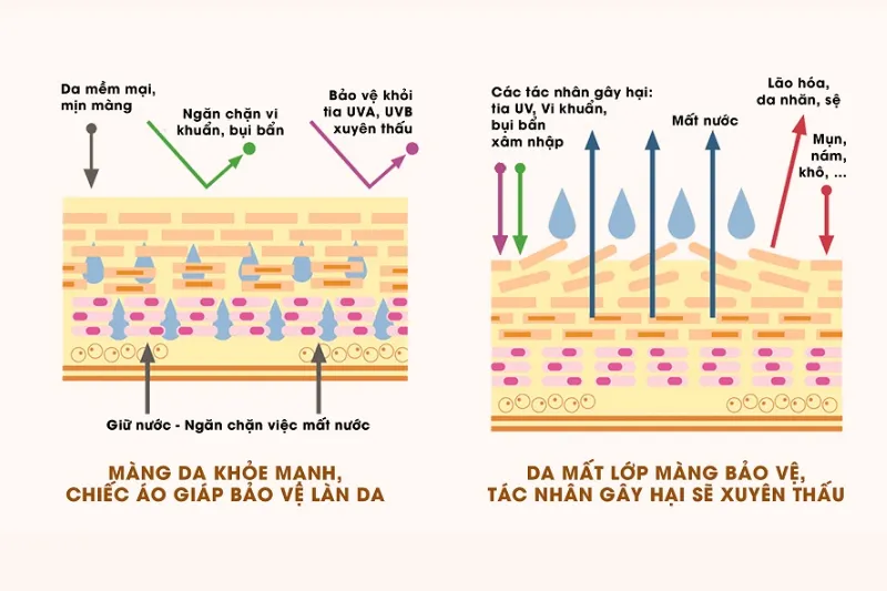 Keratin hỗ trợ củng cố hàng rào bảo vệ da tự nhiên