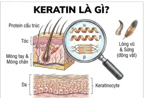 Keratin là gì và tác dụng của keratin đến tóc, da và móng