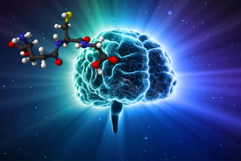 Tìm hiểu về sự phân bố của glutathione trong cơ thể 4 Glutathione có ở đâu trong cơ thể? Não có kho glutathione riêng biệt phân bố ở nhiều tế bào thần kinh khác nhau
