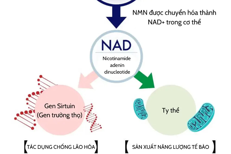 Bổ sung NMN có làm tăng nguy cơ ung thư không? 4 NMN là tiền chất quan trọng của NAD+