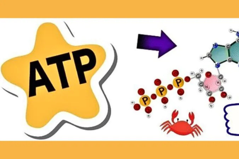 Glutathione cung cấp năng lượng tế bào