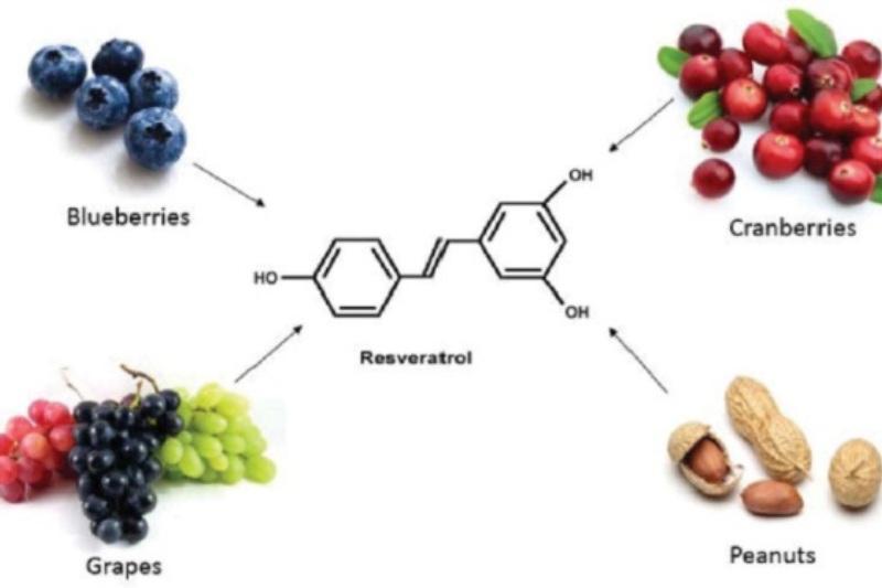 Resveratrol là chất có khả năng chống oxy hóa mạnh
