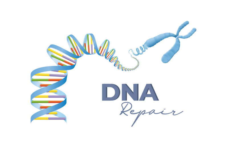 Resveratrol cũng hỗ trợ sửa chữa DNA