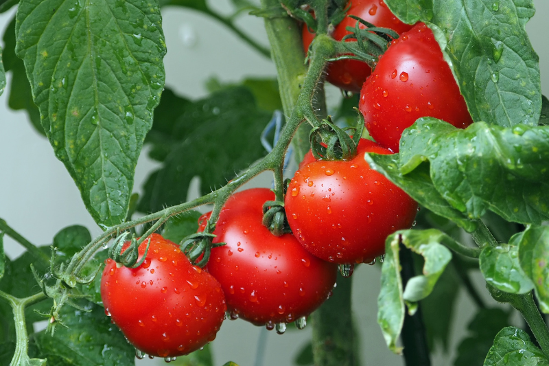 Trong cà chua có nhiều carotenoid tự nhiên