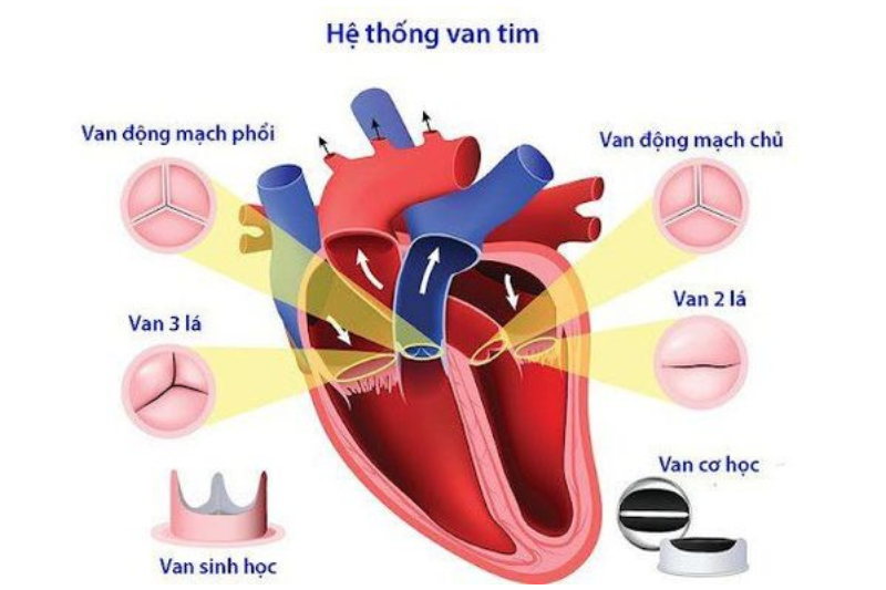 Tế bào tim lấy năng lượng từ đâu?