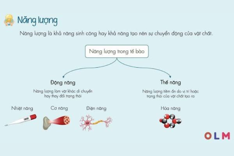 Chuyển hóa năng lượng là nền tảng của hoạt động sống