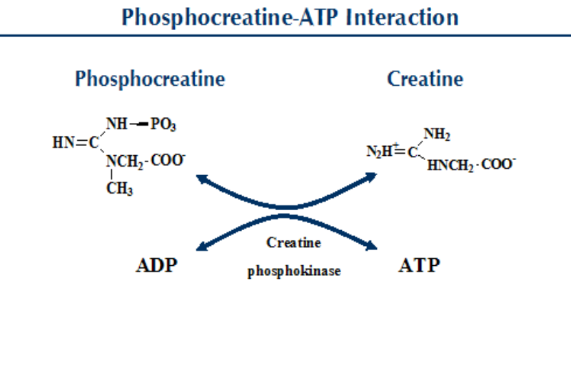 Creatine cũng là nền tăng năng lượng quan trọng với trái tim
