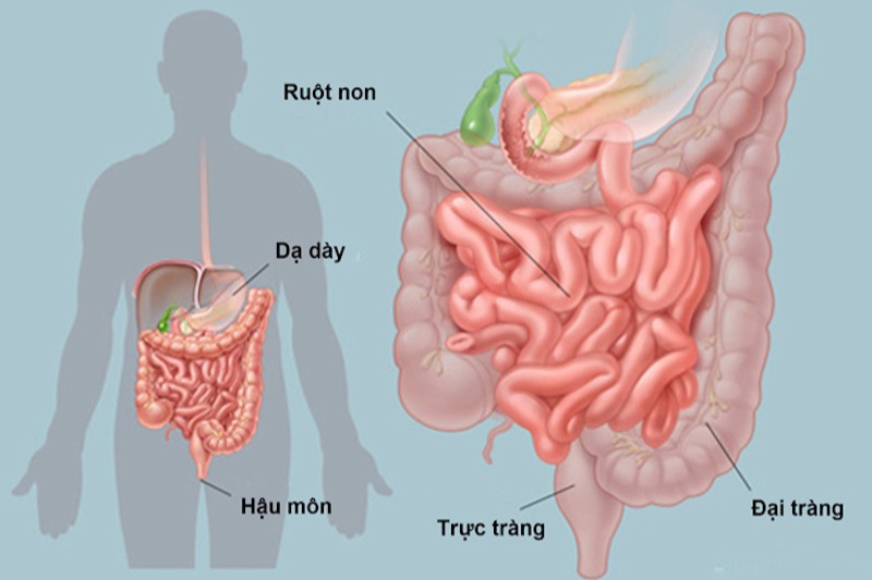 Ruột non là cơ quan hấp thu dưỡng chất cần thiết