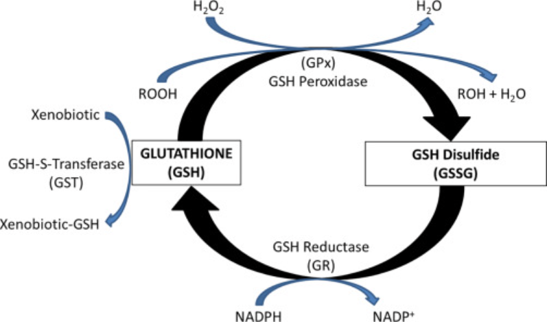 Glutathione liên tục chuyển đổi giữa hai dạng