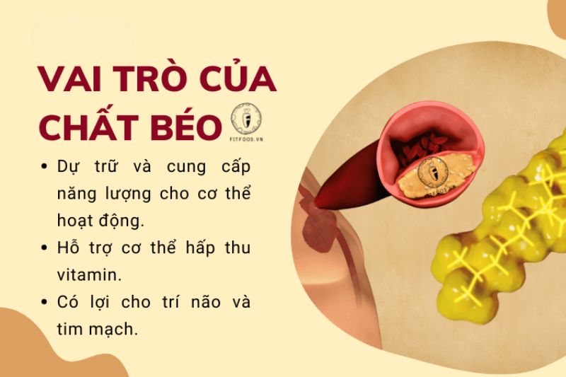 Mối liên hệ giữa nhịn ăn gián đoạn và NAD+ trong chống lão hóa 5 Chất béo dự trữ có thể được chuyển hóa thành năng lượng