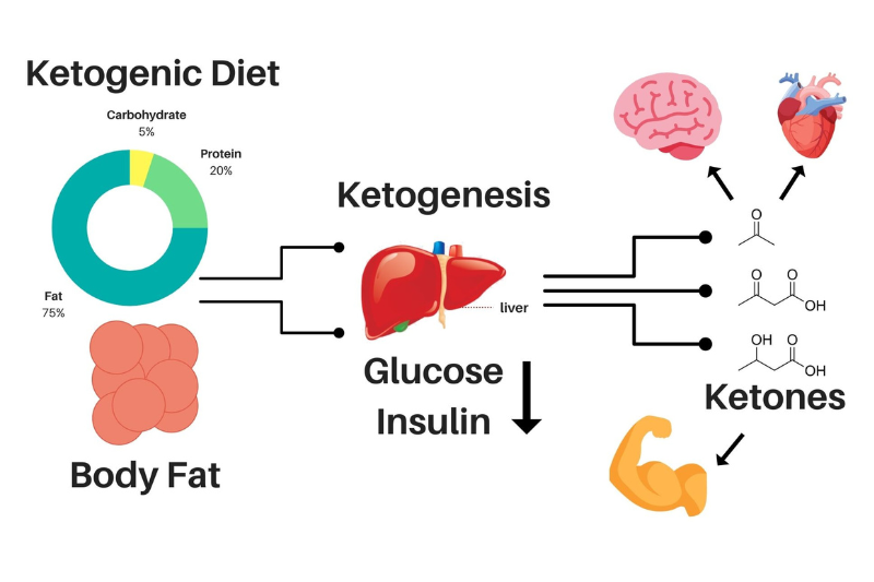 Mối liên hệ giữa nhịn ăn gián đoạn và NAD+ trong chống lão hóa 6 Chất béo, ketone giúp cơ thể chuyển hóa năng lượng