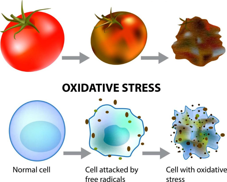 Những ảnh hưởng tiêu cực của stress oxy hóa Những ảnh hưởng tiêu cực của stress oxy hóa