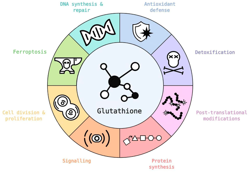 Vai trò của Glutathione trong nhiều lĩnh vực