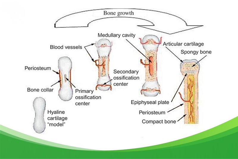 Vitamin A cũng hỗ trợ thúc đẩy tăng trưởng xương