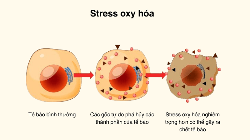 Stress oxy hóa có thể ảnh hưởng tới làn da